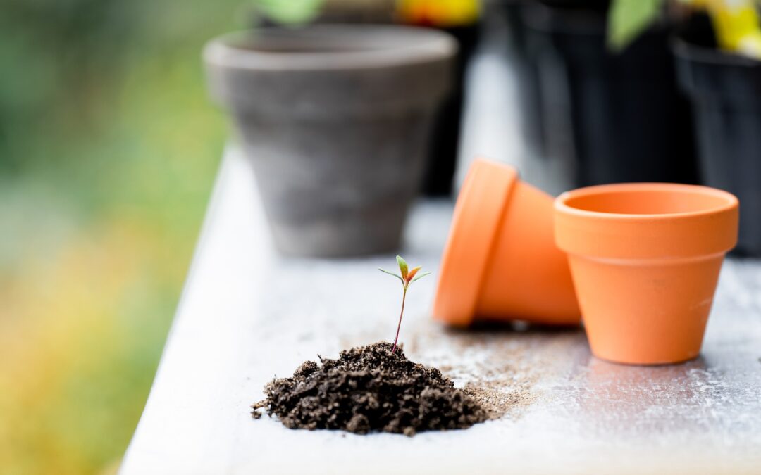 Le club jardin – Optimiser un carré potager – partie 2