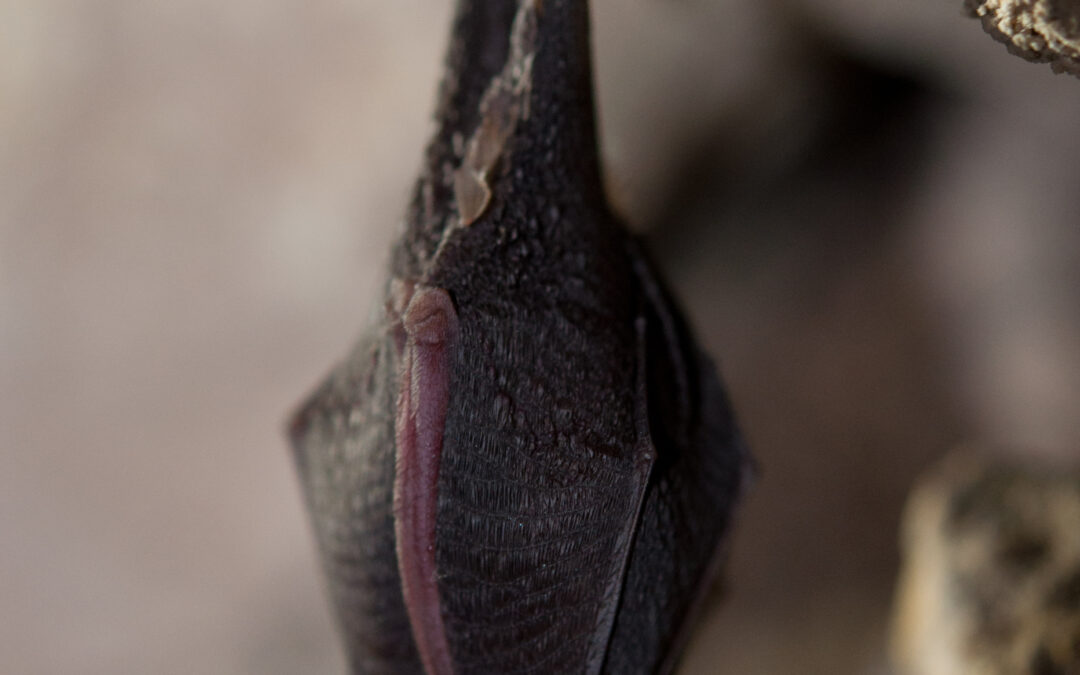 Sortie découverte des chauve-souris