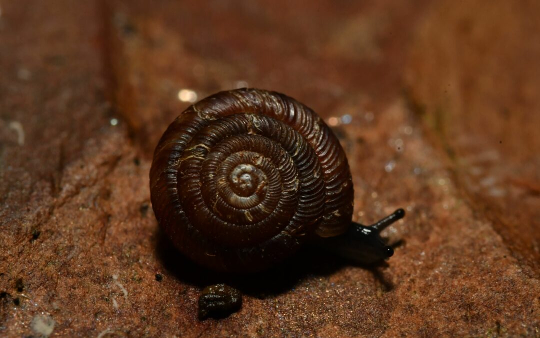 Opération escargots